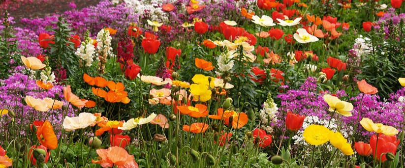 Chelsea wild poppies