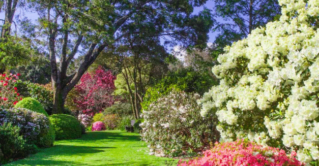 Taranaki Rhododendron and Garden Festival – TRF
