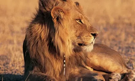 African Safari Tour – OBS