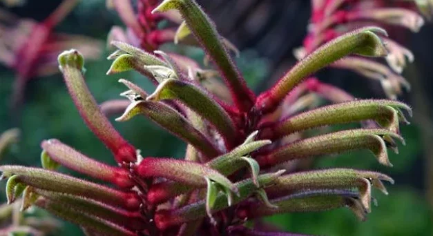 Western Australian Wildflowers – WAW