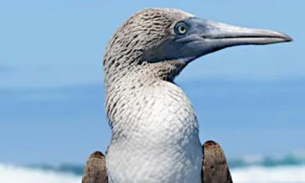 Galapagos small group tour – GAL20