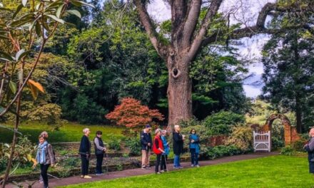 Taranaki Rhododendron Gardens – MTR