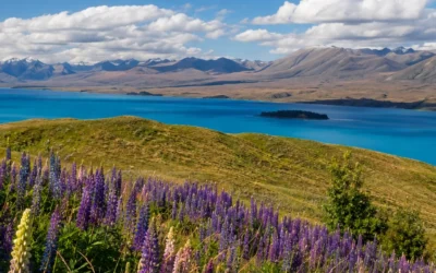 New Zealand gardens & festival tour – NGF